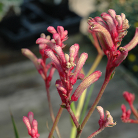 Plant Photo 9
