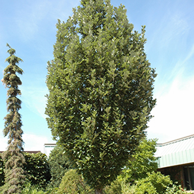 Plant Photo 8