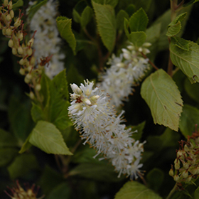 Plant Photo 4