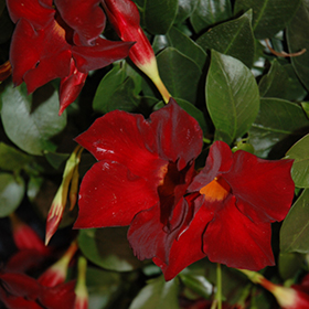 Plant Photo 1