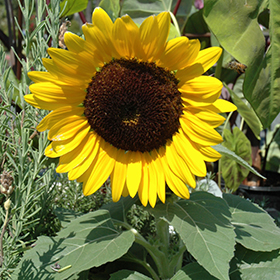 Plant Photo 7