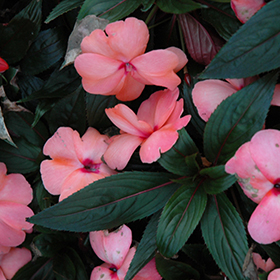 Plant Photo 8
