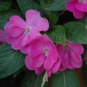Plant Photo 9