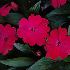 Plant Photo 10