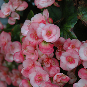 Plant Photo 1