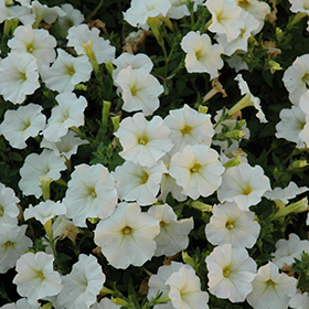 Plant Photo 5