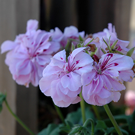 Plant Photo 4