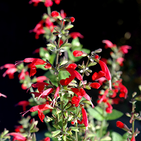 Plant Photo 8