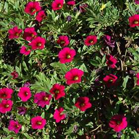 Plant Photo 3