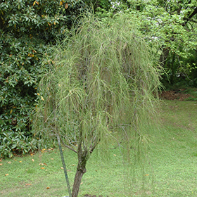 Plant Photo 9