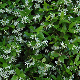 Plant Photo 8