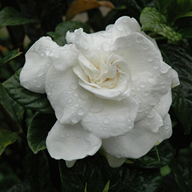 Plant Photo 2