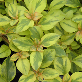 Plant Photo 8
