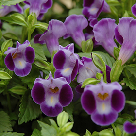 Plant Photo 6