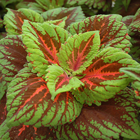 Plant Photo 6