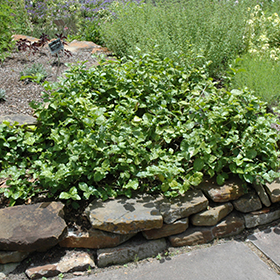Plant Photo 1