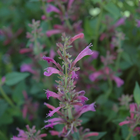 Plant Photo 4