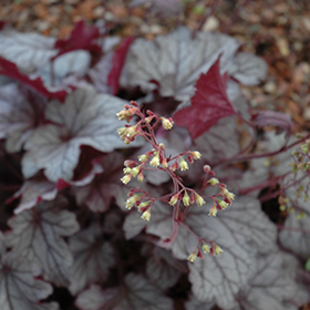 Plant Photo 9