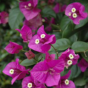 Plant Photo 9