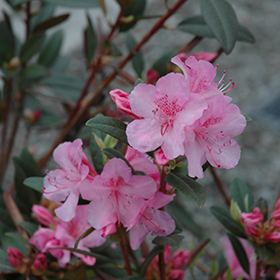 Plant Photo 9