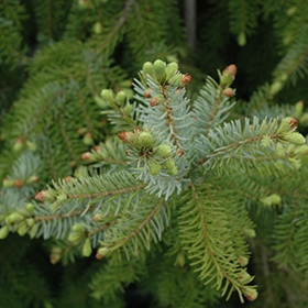 Plant Photo 8