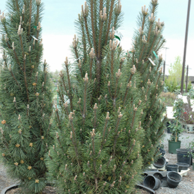Plant Photo 1
