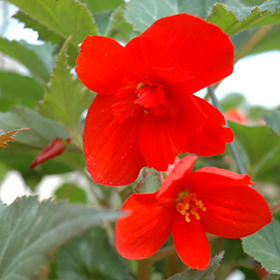 Plant Photo 7