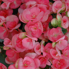 Plant Photo 5