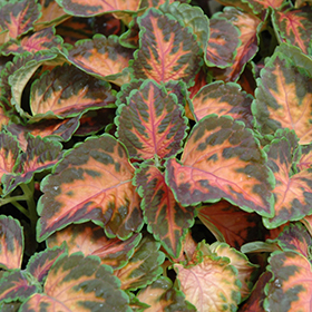 Plant Photo 6