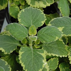 Plant Photo 6