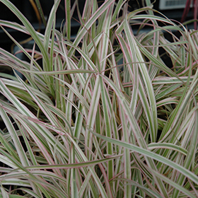 Plant Photo 5