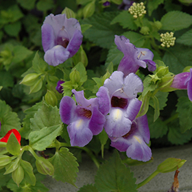 Plant Photo 8
