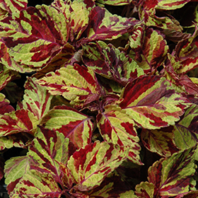 Plant Photo 7