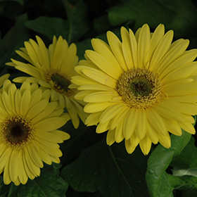 Plant Photo 4