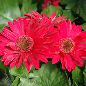Plant Photo 3