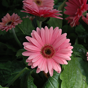 Plant Photo 2