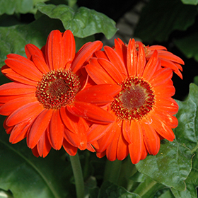 Plant Photo 1