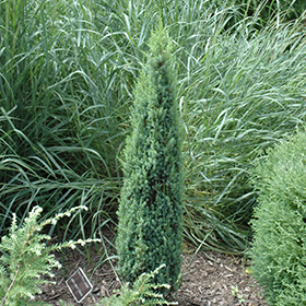 Plant Photo 8