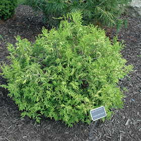 Plant Photo 3