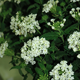 Plant Photo 4