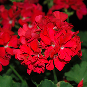 Plant Photo 5