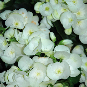 Plant Photo 3