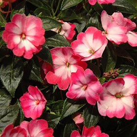Plant Photo 2