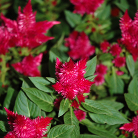 Plant Photo 8