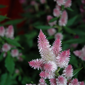 Plant Photo 6