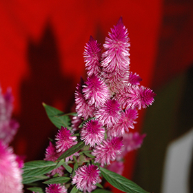 Plant Photo 7