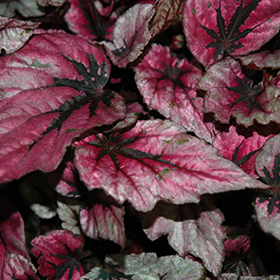 Plant Photo 10