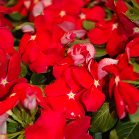 Plant Photo 10