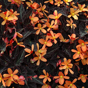Plant Photo 1