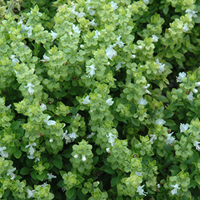Plant Photo 7